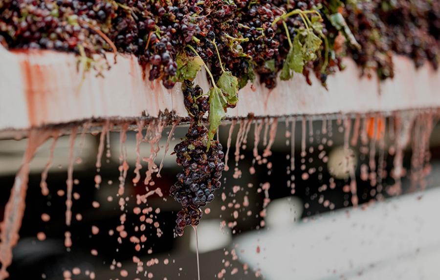 Winemaking at Malene